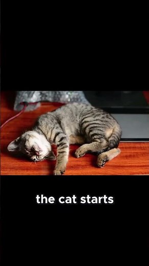 Signs Your Cat Has Been Bitten by a Snake