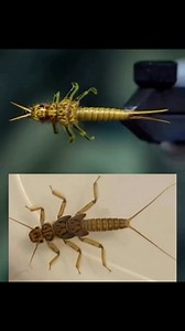 👇👇Master the Stonefly: Fly Tying Tips from Brian of @_tiesflies_👇👇I caught up with Brian from tiesflies, the guy behind some seriously impressive fly-tying content on Instagram. We talked about how he got into fly fishing, his go-to fly patterns, and his plans to take TheFlySmith brand to the next level. Enjoy hearing about his journey and the art of fly tyingWhen tying stoneflies, it’s important to understand how to manipulate a biot. I find using turkey biots are a little better, as they a