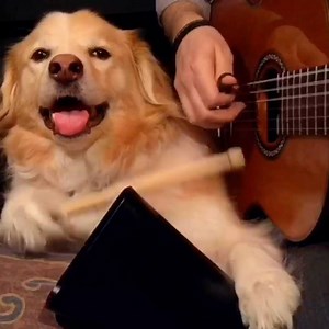 5.4M views · 19 reactions | Maple The Pup Plays the Drums! Best of Compilation Pt.1 (You can find more from Maple and I on Instagram @AcousticTrench) | AcousticTrench | Facebook