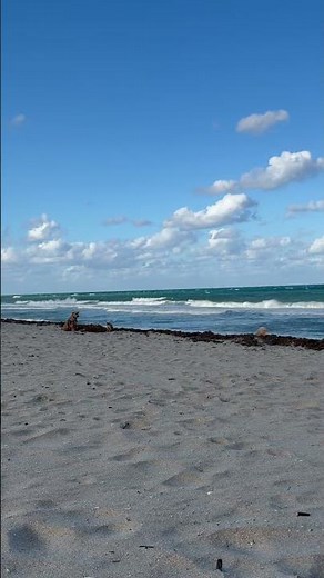 Bark Beach, Boca Raton, FL