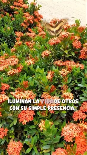La historia de la mariposa 🦋 #mariposas #naturaleza #campo #videos