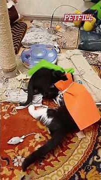 ХЕЛЛОВІН ПО КОТЯЧОМУ👹💓👾#cat Halloween