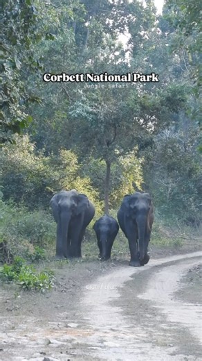 𝗪𝗶𝗹𝗱 𝗘𝗹𝗲𝗽𝗵𝗮𝗻𝘁 𝗙𝗮𝗺𝗶𝗹𝘆 ❤️🐘 Dhela zone ctr If you are planning to visit Corbett Park and interested on wild elephants Sighting, than you should book an afternoon safari in Jhirna and Dhela zones. Nowadays most probability of elephants are seen in the evening safaris in both the zones. For more information follow me @rakesh_bhatt_naturalist . . . . . . . . . . . . . . . #WildElephants #ElephantLovers #Video #Wildbeauty #ElephantLove #WinterVibe #CorbettNationalPark #NatureBeauty #