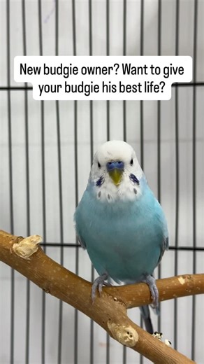 Gathered all my knowledge & experience in 1 book to guide you give your budgies the life they deserve ❤️ If you need any help about budgies just dm me 👍 Follow @budgie_tips for more . . . #budgiesofinstagram #budgie #budgielove #budgiegram #budgiebaby #budgies #budgerigar #parrot #budgerigars #cutebudgies #budgiebaby #birdbaby #babyparrot #cuteparrot #cuteparrots #babybudgie #parrotsofinstagram #parakeet #cutebudgie #budgielovers #budgiebird #parakeets #parrots #cuteparakeets #cutebudgerigar #c