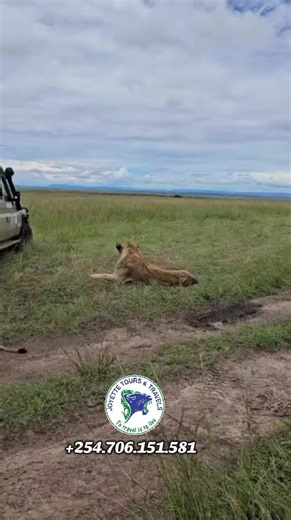 Discover the magic of Kenya 🇰🇪 From breathtaking landscapes to unforgettable wildlife encounter,experience the wild the way it’s meant to be. Safaris from 3 Days to 8 Days Guaranteed daily departures Private & group joining options available. 📲 254 706 151 581 ✉️ joyettesafaribookings@gmail.com #joyettetoursandtravels #kenyasafari #maasaimara #groupsafari #travel