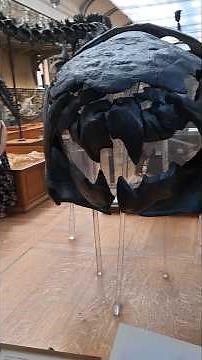 Museo Nazionale di Storia Naturale di Parigi, pt. 5. #paleontology #paleontologia #dinosaur