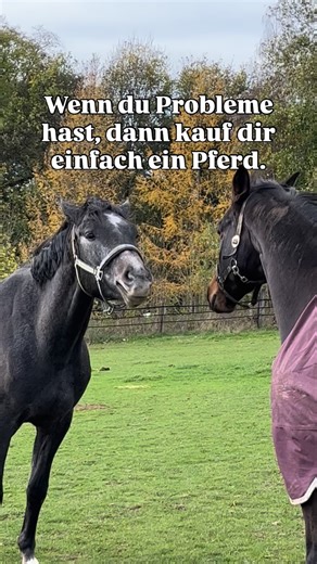@debbis_pferdeblog on Instagram: "Kauf dir ein Pferd und du hast Probleme. Stimmt. Dein Konto ist leer, dein Zeitplan ein Witz und irgendwas ist immer kaputt: am Pferd, am Sattel oder an deinen Nerven😅👌🏻🙄 Aber komischerweise willst du genau dieses „Problem“ nie wieder hergeben. Denn zwischen Tierarzt, Training und Tüdelkram steht plötzlich dieses eine Wesen, das dein Herz klaut…🥹 Ja, Pferde machen Probleme. Aber ehrlich: Welche Liebe tut das nicht? 🐴💸💚 #pferdeliebe #pferdereel #reitsport