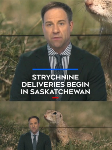 Saskatchewan producers are beginning to receive strychnine as efforts to control gopher populations increase #news#regina#gophers#saskatchewan
