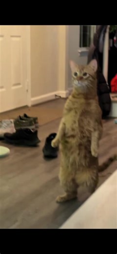 Cheddar Madness: What's Happening with Cheese?