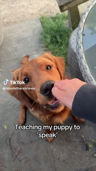 Teaching Your Puppy to Bark on Command