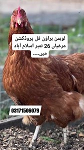 6.5K views · 230 reactions | لوہمن براؤن فل پروڈکشن مرغیاں عمر ۔۔ 5.5 ماہ قیمت 2000 روپے فی نگ لوکیشن 26 نمبر اسلام آباد رابطہ نمبر ۔۔03171506079 #reelschallenge #lslamabad #Rawalpindi #farminglife #reelschallenge #Peshawar #lahore | Fariha Sajid | Facebook