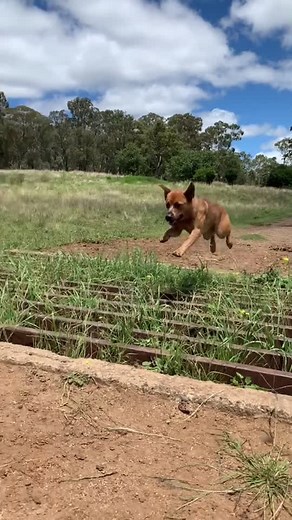 Winnie The Cattle Dog's Classic Catch Compilation