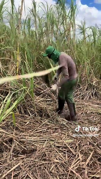 Os vídeos de BROTHERAGEM (@novinhogram) com Tá Duvidando Mulher, Nós Vareta Vareta - DJ 7W & DJ LEILTON 011 & Santos Mc