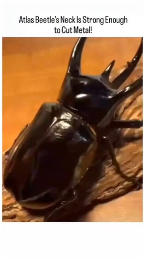 Science on Instagram: "The Atlas beetle may look small, but its neck is incredibly powerful. In fact, it's strong enough to cut through the metal ball of a ballpoint pen! This amazing strength comes from its unique muscle structure and exoskeleton design. Nature never ceases to surprise us — discover how this tiny creature performs such a mighty feat! . . . #AtlasBeetle #InsectStrength #NatureFacts #ScienceExploring #MindBlowingScience #InsectPower #StrongestInsect #WeirdNature #ScienceReel #Did