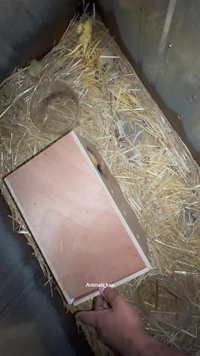 هذا النوع له عدة مسميات منها .. ابن عرس الليبي Libyan weasel عرسه صحراوية مخططة وغيرة تم انتاجه في محمية حيوانات الغابة #CapCut #ابن_عرس#عرسه#نمس#Libyan_weasel#weasel#animals #animalsoftiktok