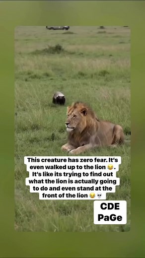 Fearless honey badger vs lion: honey badger approaches lion