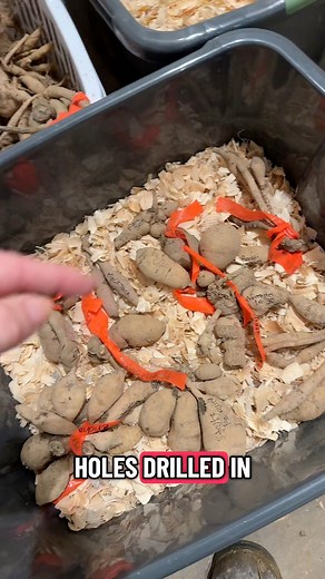 45K views · 3.6K reactions | Dahlia storage: Part 1 | Clutch of Color LLC | Facebook