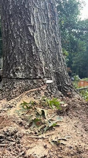 Massive red oak tree down w_ Stihl #arborist #chainsawman #viral #stihl #treework #saw #worklife #climber #usa #treework #woodworking | Agriculture &Tree-cutting