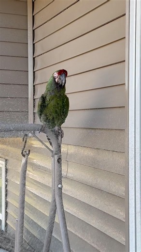 My military macaw parrot is having his afternoon shower #pets #birds #animals #parroy