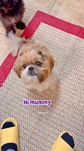 This girl is so cute 🥰🥰♥️♥️♥️♥️ | Life with Small Dogs and Cat