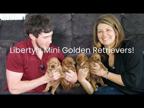 Liberty's Mini Golden Retriever Litter Reveal!