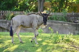 Gnu Animals Debuted At Detroit Zoo
