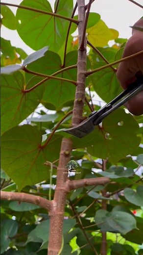 hibiscus tree trunk splitting planting technique 🌳 #gardening #nature #craft #diy #plants