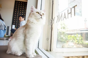 Cat Cafe Trend: Loneliness and Relaxation in a Time of Political and Economic Unrest