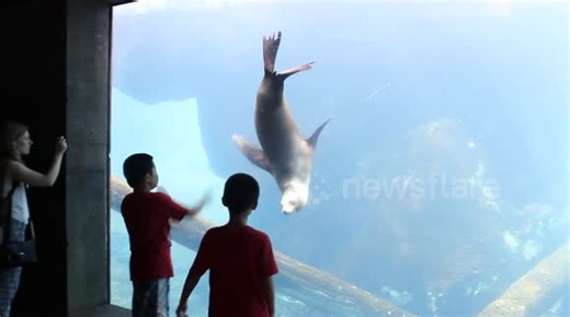 Kids play with sea lion at aquarium