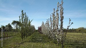 A garden with rows of columnar apple trees in a plantation. The young orchard garden features columnar apples in full bloom. Stock Video