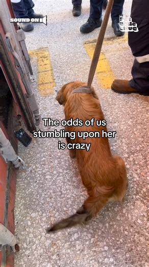 105K views · 1.5K reactions | What an incredible rescue!  (Via - Lucas L.) | The Pet Collective | Facebook