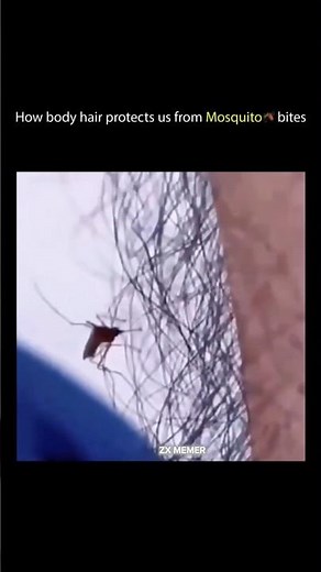 Body Hair Actually Protects You?!🦟