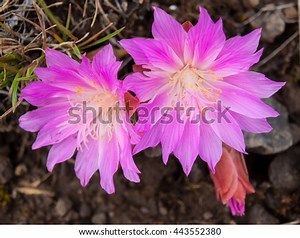 Anschauen Bitterroot streamen in mit englischen Untertiteln 16:9