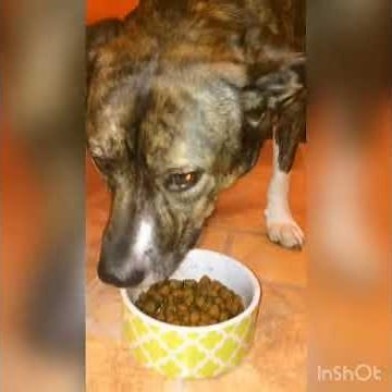 Pathos dog food commercial