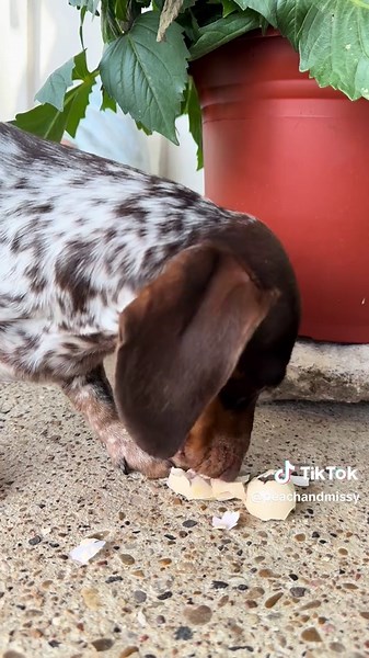 Peach loves the chicken eggs #dauchshund #dauchshundsoftiktok #wienerdog #cute #dogtok #doglife #teamwork
