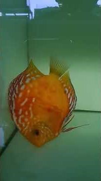 swimbladder #discus #discustank #discusaquarium #obatikan #ikanhiasairtawar #discusfish #discusfarm