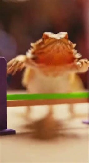 This Bearded Dragon Just Nailed an Obstacle Course…