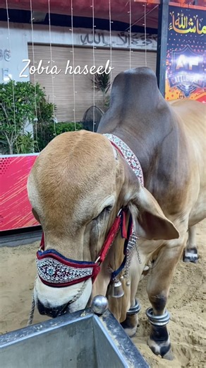 11-B heavy cow #2026 #cow #shorts #bakraeid #bakramandi #cowmandi #cowlover #cowvideos #bakra