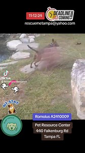 4.7K views · 212 reactions | Adopted 11-12-24 ROMULUS A2410009 is on the DEADLINE LIST for 11-12-24 due to kennel stress. He is a great dog who loves to play fetch. Get belly rubs and sits for treats. If you can save his life Email petinfo@hcfl.org cc rescuemetampa@yahoo.com | Rescue Me Tampa - Shelter Dogs | Facebook