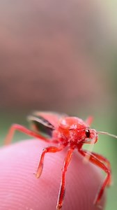 3.2M views · 68 reactions | Springtime ASSASSIN! This bee assassin...