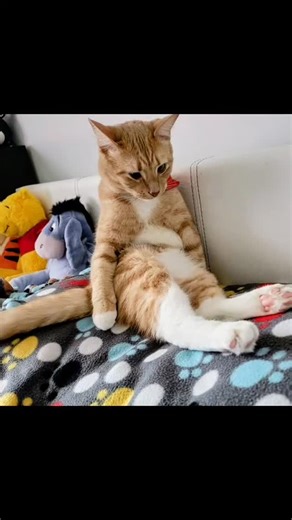 📸 YEAR IN REVIEW (Part 1 of 2… or 3 😅) Facebook only allows 50 photos per post — and when you rescue 100 animals in one year, that means we have to break our story into pieces. This is just ONE chapter of our 2025 rescues. Each photo represents a life saved, a second chance, a family changed forever. 💙 The reality behind the photos: • Over $60,000 invested at our veterinary clinics in 2025 • This does NOT include emergency care, food, supplies, transport, or fosters • Countless late nights, h