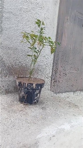 Renovation and Maintenance of Serrano Pepper #chili