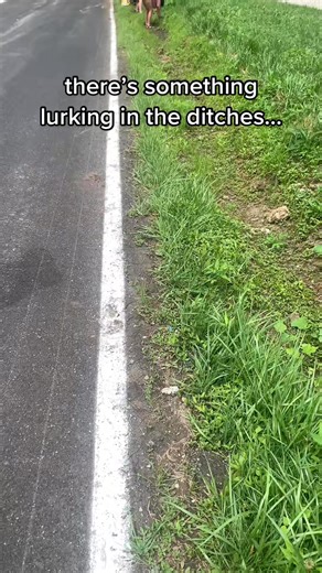 Burrowing crayfish 🦞 | Stephanie Peterson