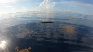 Finding a floating log in the vast ocean is like finding a needle in a haystack. Sometimes it holds goodies, not this one  | Fishingfins | Facebook