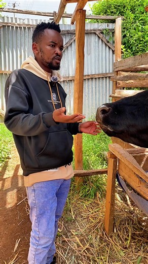 Improve Cow Shed Design for Better Milk Production