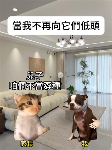 【😺CatDramaCorner】When I stopped bowing down to them #cat #catmemedrama #00s #shorts #shortvideo #...