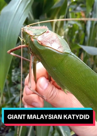 Discover the Giant Malaysian Katydid: Nature's Remarkable Insect
