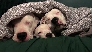 1.4K views · 342 reactions | Cuddle party! | The Whitest Pups You Know | Facebook