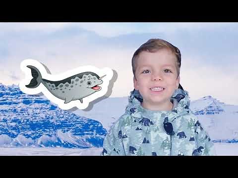 ¿Qué es un Narval?