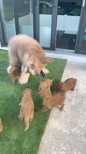 2.8M views · 68K reactions | Brodie was the best big brother! I think we need to have a puppy reunion this year… #goldendoodle #bigbrother #puppies #puppylove | Brodie That Dood | Facebook